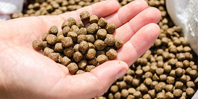 Fish-feed-pellet-drying