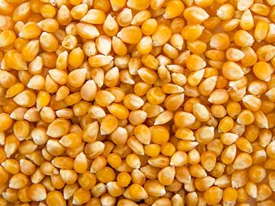 Raw-material-corn