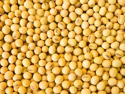 Raw-material-soybeans