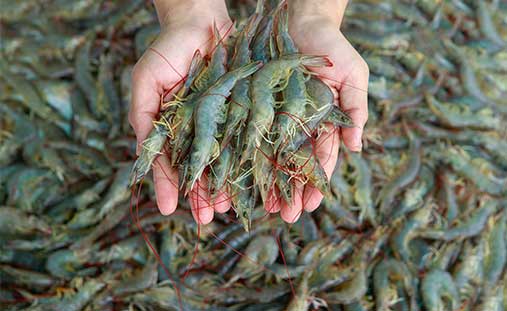 Shrimp-farming