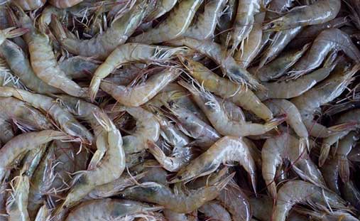 Shrimp Farm