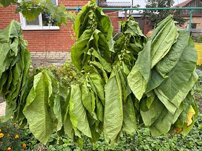 tobacco leaf