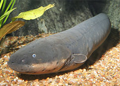 Eels