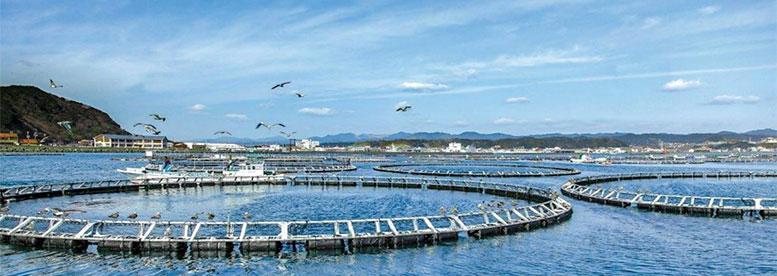 Indonesia’s Aquaculture Market Has Huge Potential