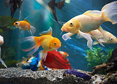 Ornamental fish