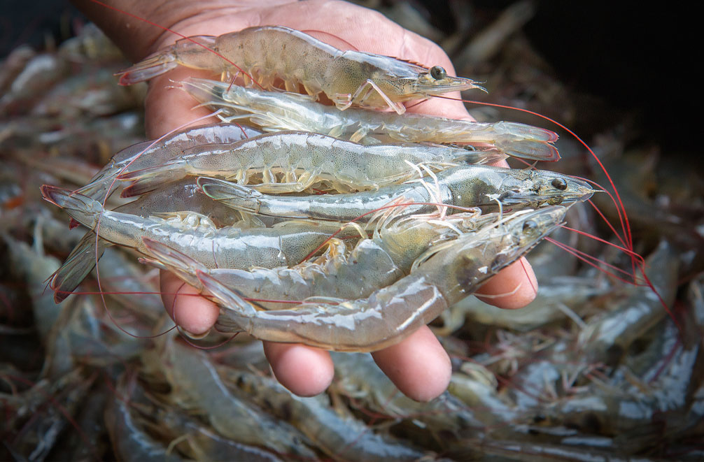 Shrimp Feed Pellets