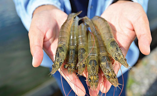 Shrimp farming