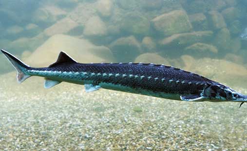 Sturgeon farming