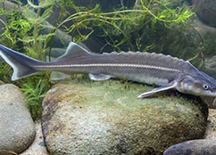 Sturgeons