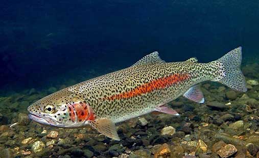 Trout farming