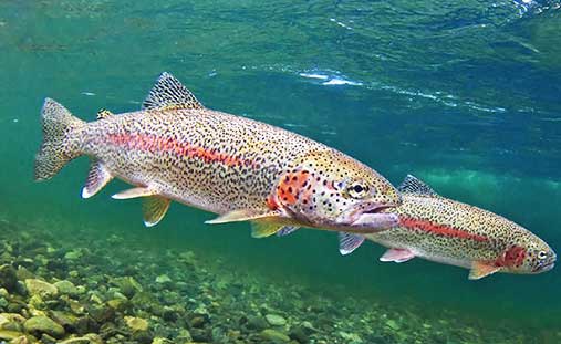 Trout farming