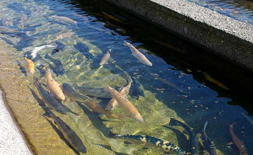 Trout farming