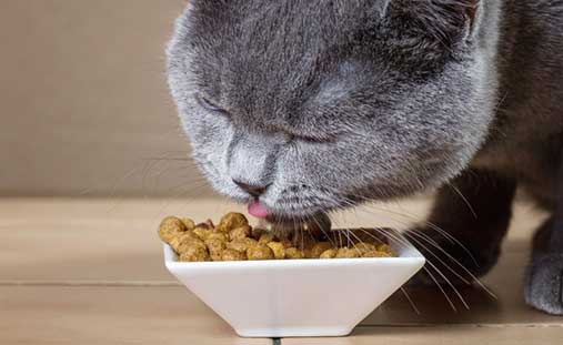 cat-food