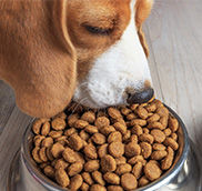 dog food pellet