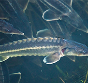 sturgeonSturgeon