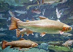 trout