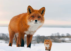 Foxs