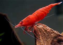 Red tail shrimp