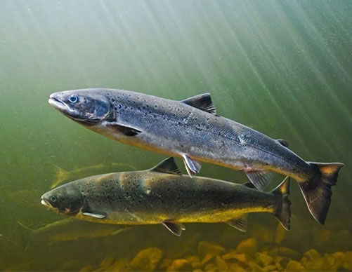 Salmon-farming