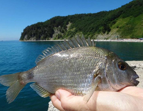 Seabass-farming