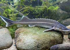 Sturgeon Feed Pellets