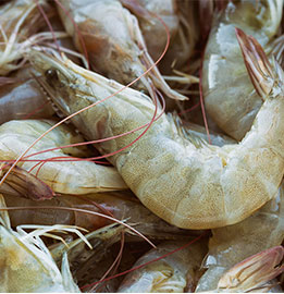 Extruded Shrimp Feed