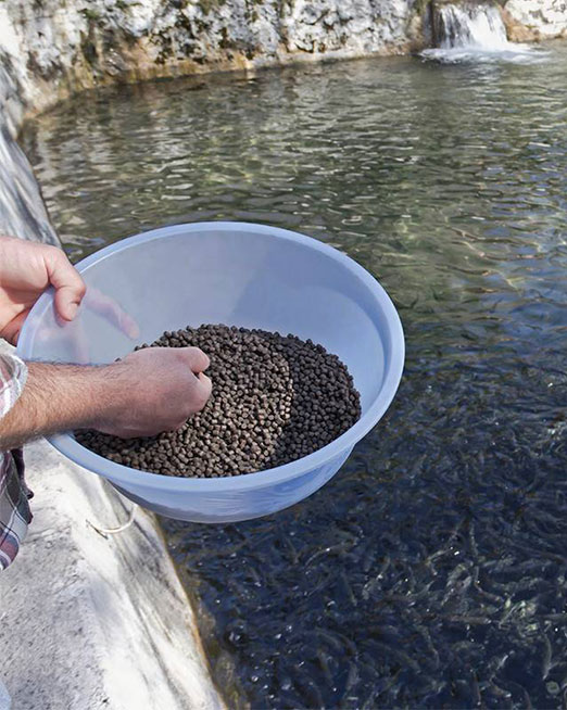 Shrimp Feed Pellets Production